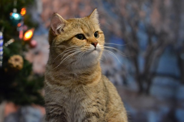 Котовторник 28.11.2017