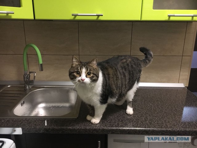 Котовторник 20.02.18