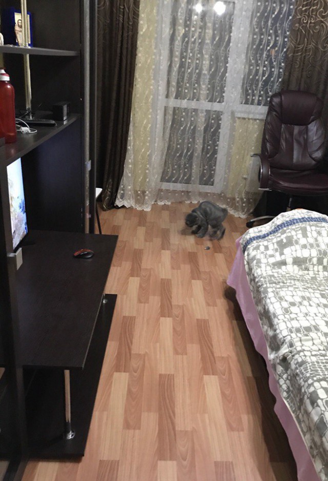 Котовторник 24.04.2018