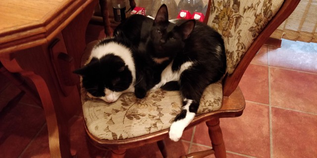 Котовторник 19.06.2018