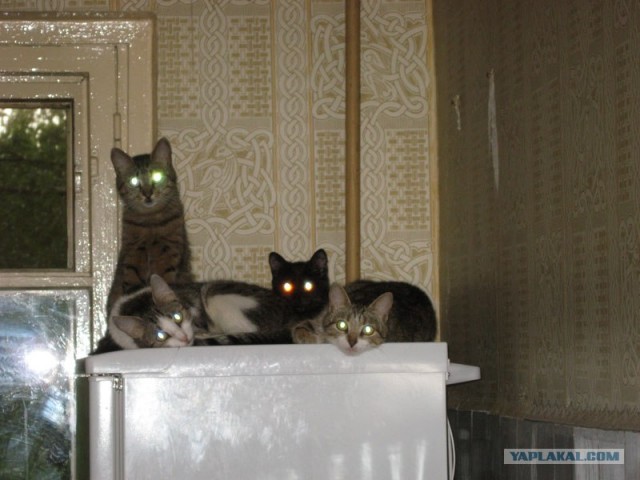 УРРААА ! Котовторник на ЯПлакалъ !
