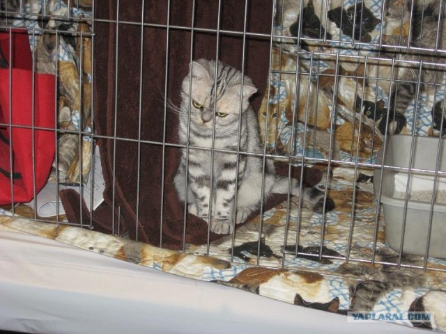 Iams Cat Championship в Нью- Йорке