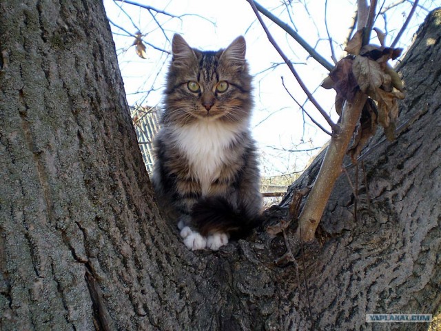 Котовторник на ферме (65 фот)