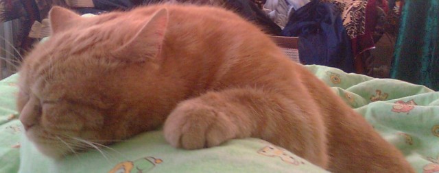 Котовторник на 04.08.2009