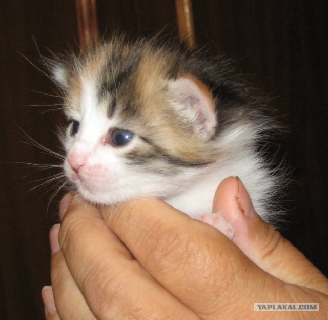 Сердечные коты