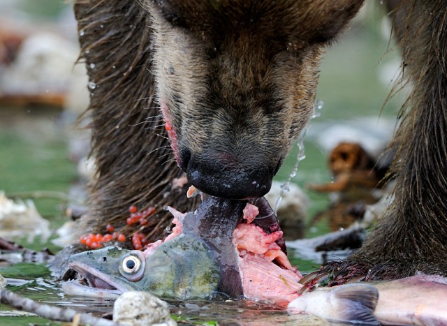Праздник на медвежьей улице: Камчатские рыболовы