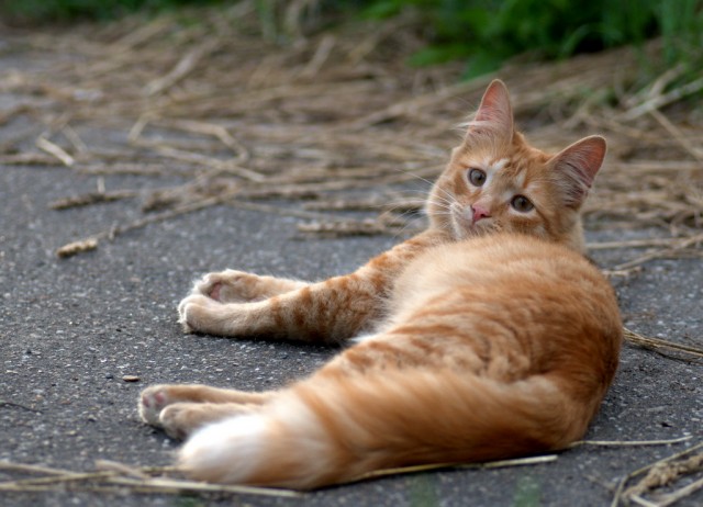 Первый котовторник июля
