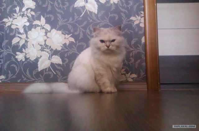 Котовторник (начало в супермаркете!)