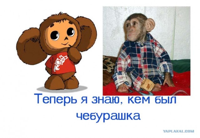 Собака усыновила дитеныша шимпанзе