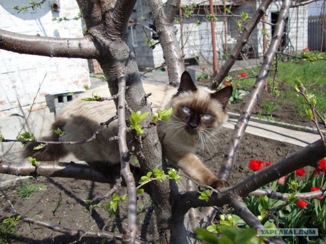 Котовторник 17 января