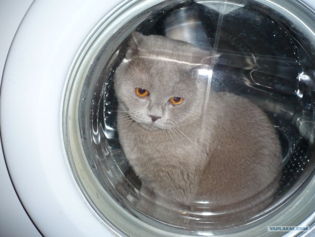 Котовторник (21.02.2012)