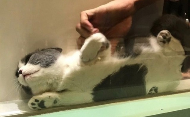 Прикольных котов пост
