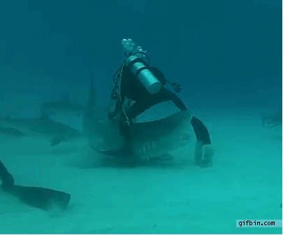 Акула не мяч, а ноги - не ворота