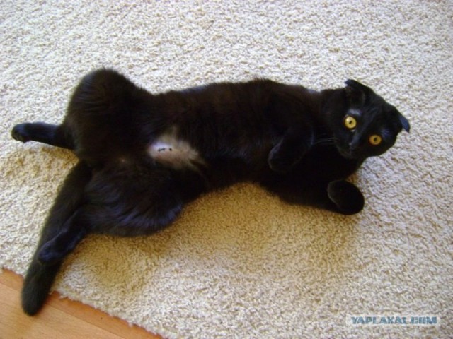 Котовторник  от 3.04.2012