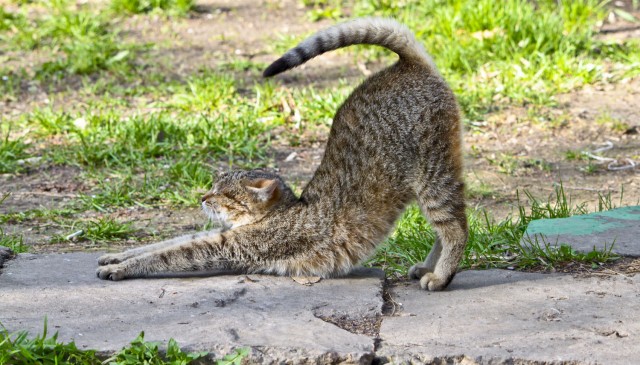 Котовторник 8 мая 2012