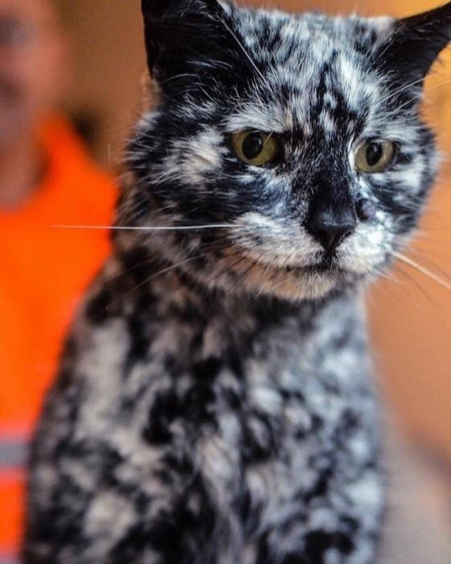 Прикольных котов пост