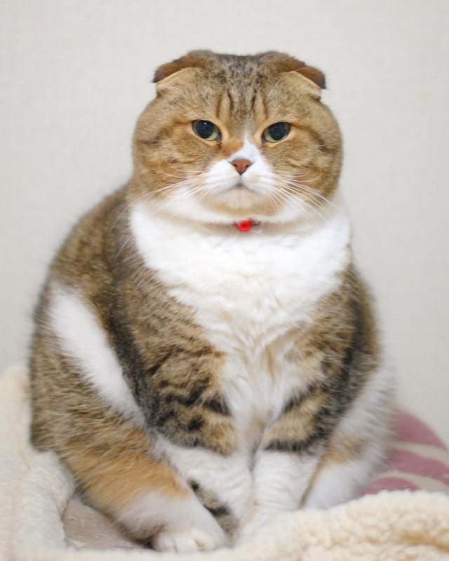Прикольных котов пост
