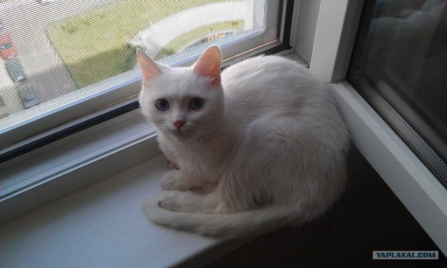 Котовторник  14.08.2012.
