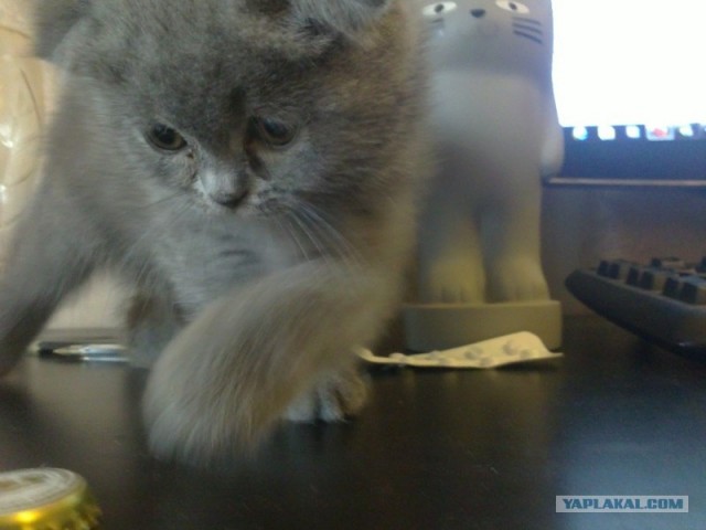 Котовторник  28.08.12