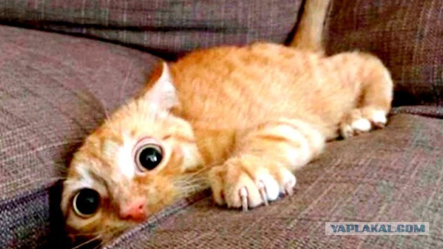Забавные фото котеек