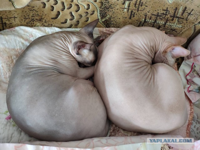 Котовторник однако