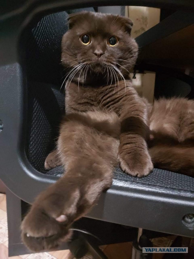 Котовторник 10.03.2020.