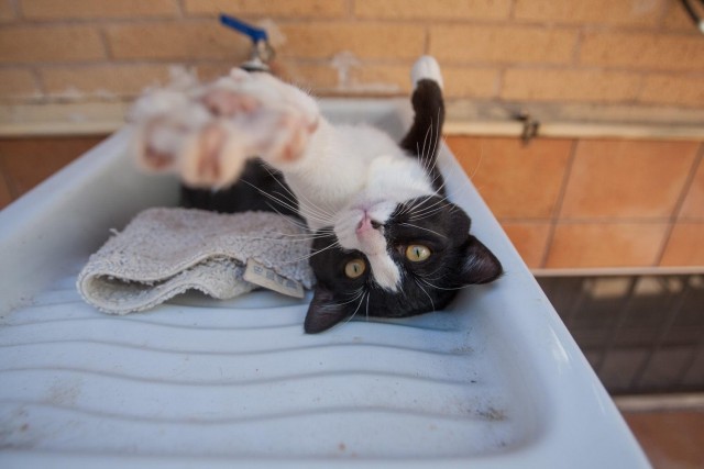 Котики