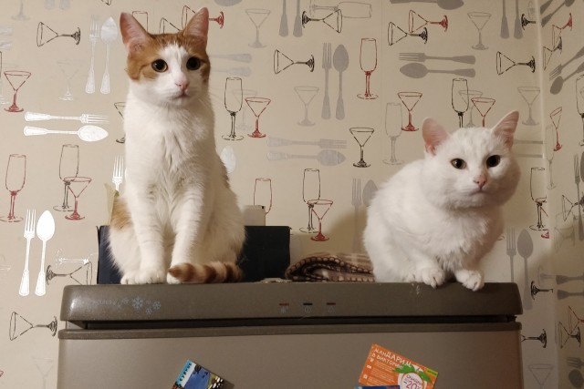 Котопост. Просто антикризисный котопост