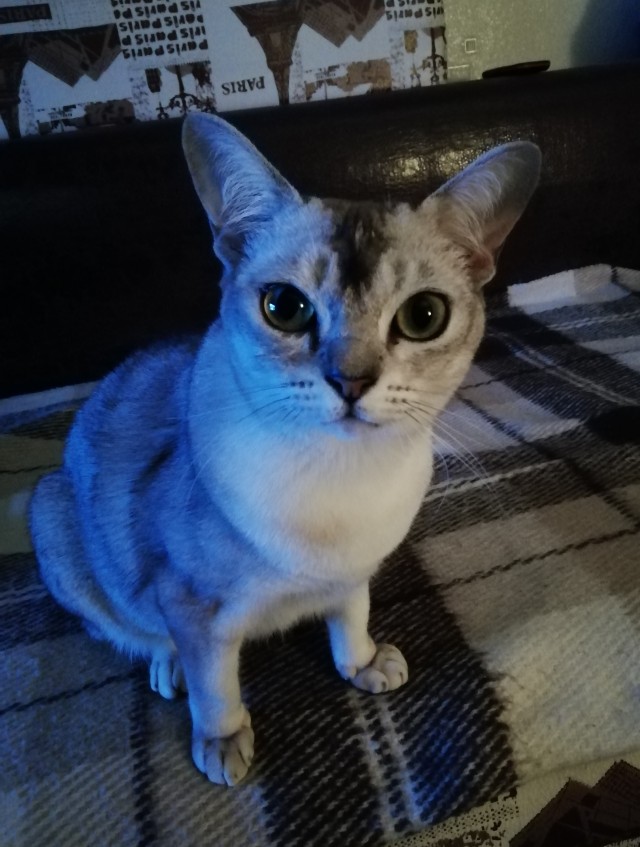 Можно начинать? Котовторник от 05.05.20