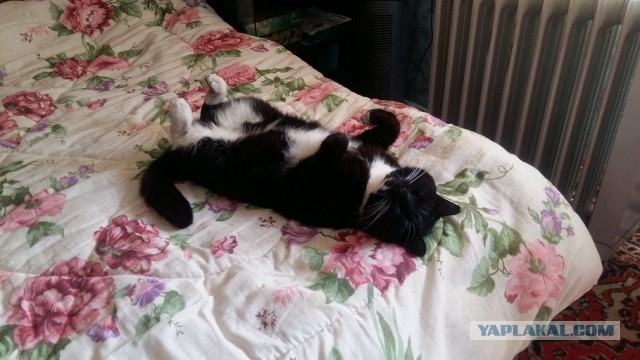 Смешные коты 25.08.20