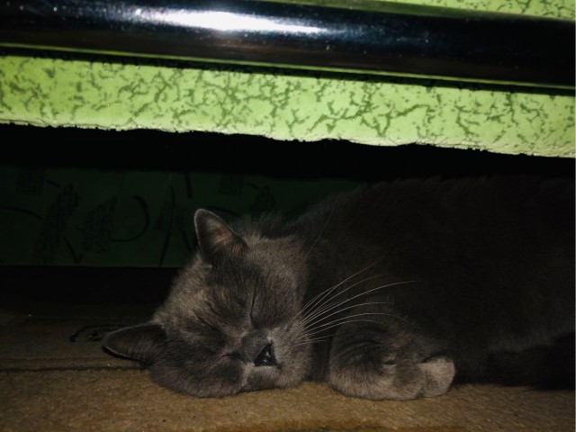 Котовторник. Тара - наше всё!