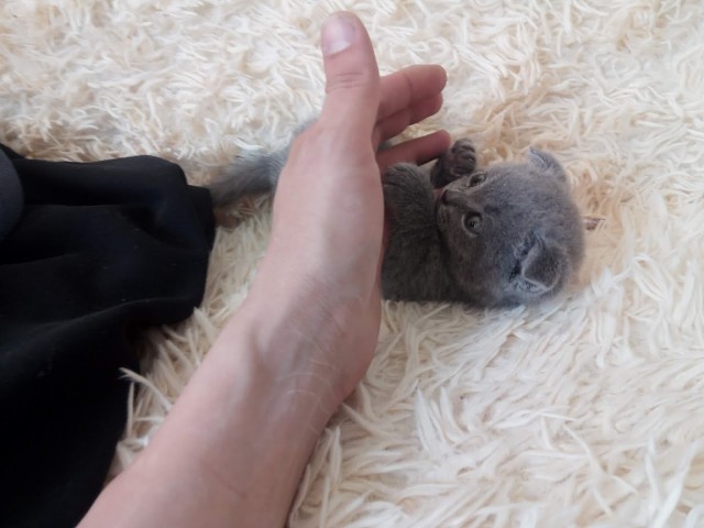 Котовторник.