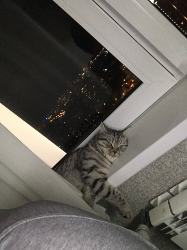 Котовторник. Добавляйте своих