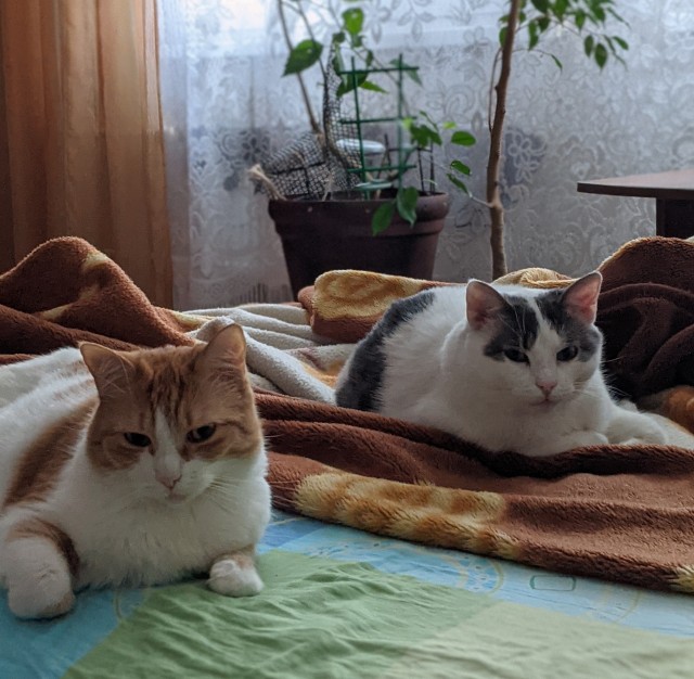 Котовторник!