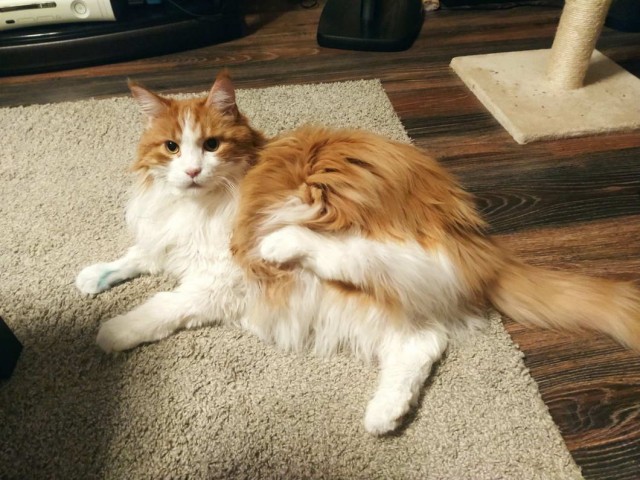 Которник