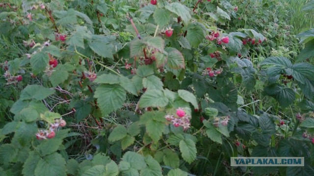 Кулинарная общалка