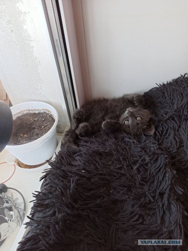 Котовторник (свои добавляем)
