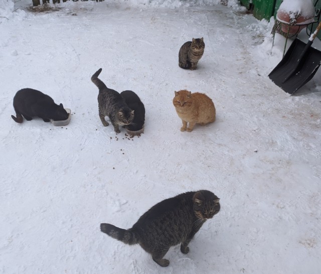 К котовторнику