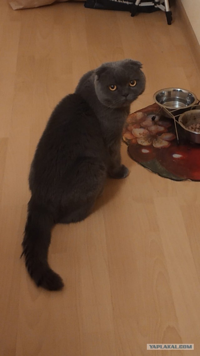 Котовторнику посвящается