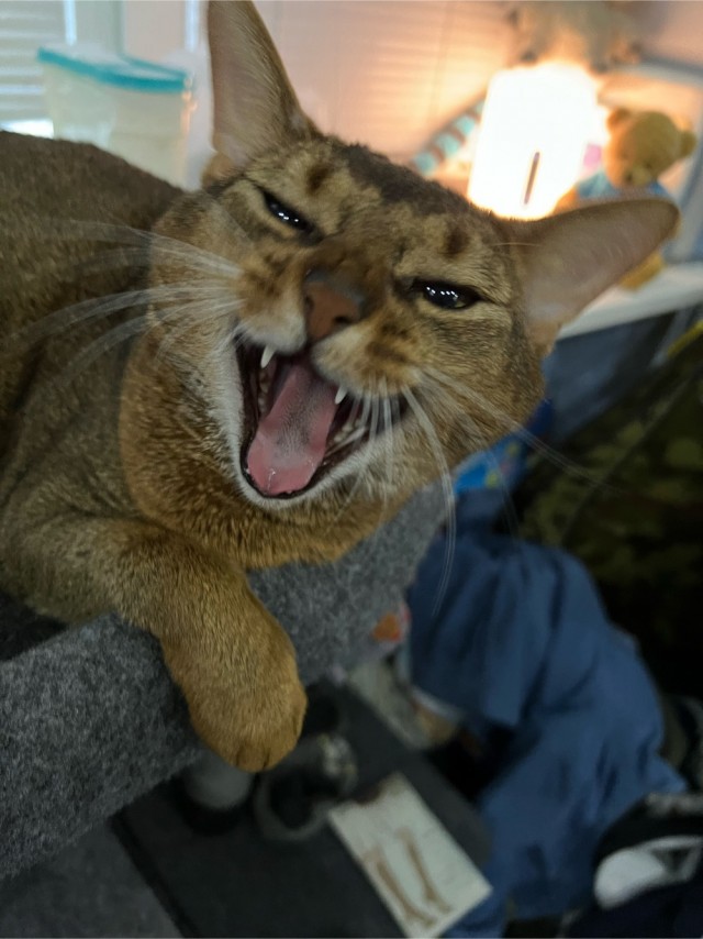 Котовторник ведь начался!