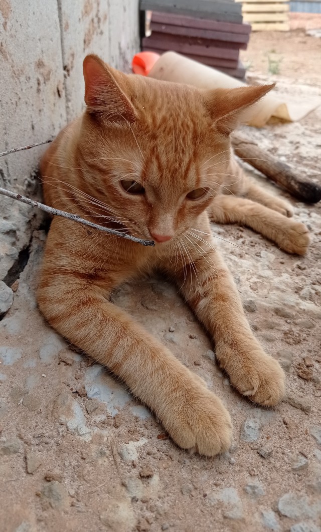 А вот и котовторник 24.05.2022