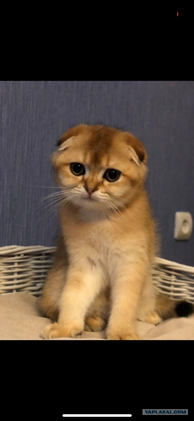 У кого какие животные? (Про мужей чур не писать)