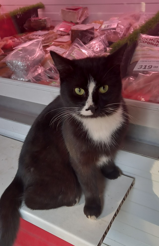 КотоФторник 23.08.22