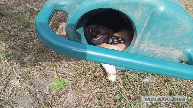Коты и физика