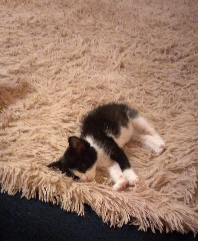 А как вы спите с котиком?