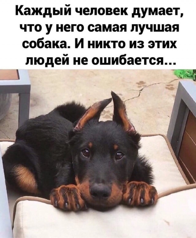 Сегодня собакочетверг
