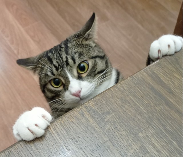 Шерстяной котовторник. Октябрь 2022