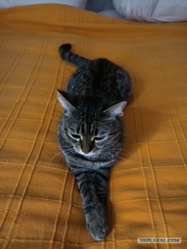 Вторник, сэр кот