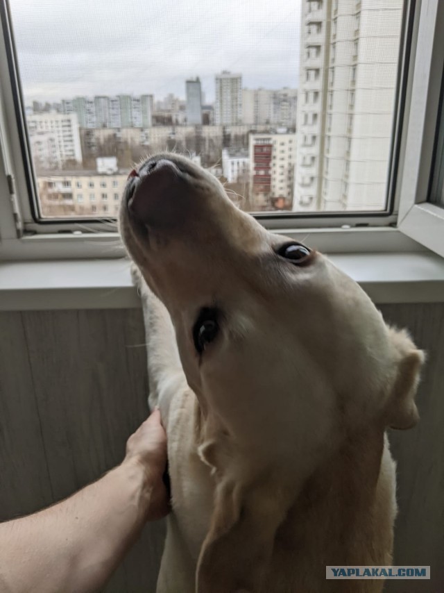 Собаковый четверг