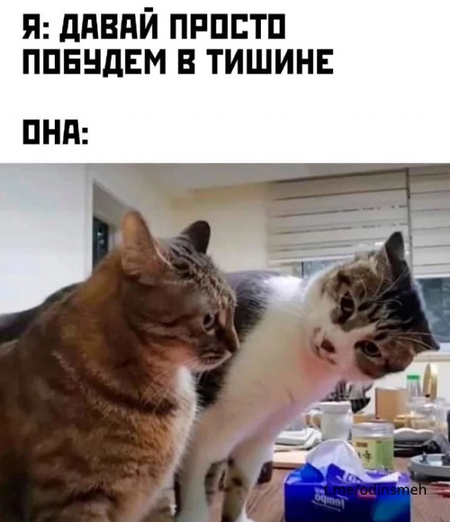 Картинки и мемы для настроения - 123